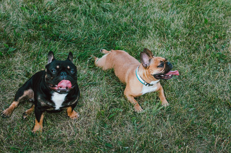Two French Bulldogs lie on the green grass side by side. Portrait of two dogs