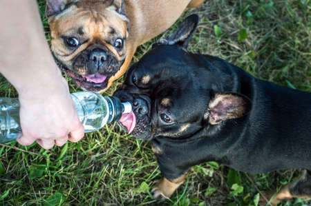 owner gives water from a bottle to his two dogs in the park in summerの写真素材