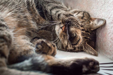 Close-up portrait of a sleeping catの写真素材
