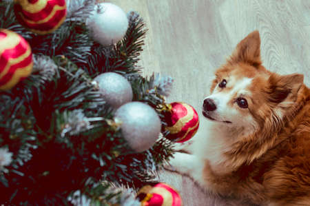 Portrait of a ginger dog by the Christmas treeの写真素材