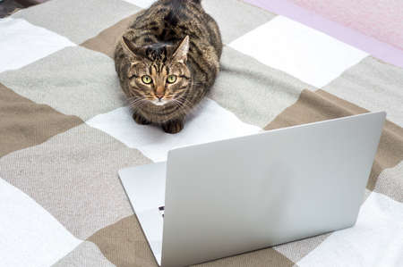 Portrait of a cat on the bed next to a laptopの写真素材