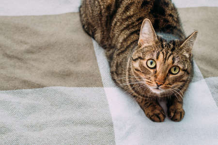 Portrait of a beautiful cat on the bed close-upの写真素材