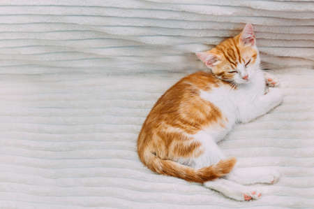 Cute ginger kitten sleeping on the bed. Copy spaceの写真素材