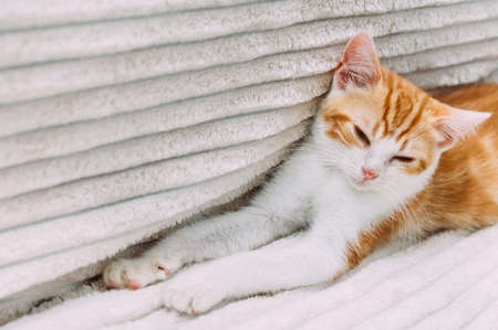 Cute ginger kitten is resting on the bed. Close-up portraitの写真素材
