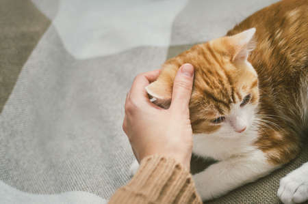 Owner caressing a ginger cat. Close-up portraitの写真素材