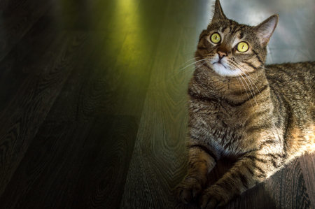 Portrait of a beautiful gray cat on a dark background in the room on the floorの写真素材