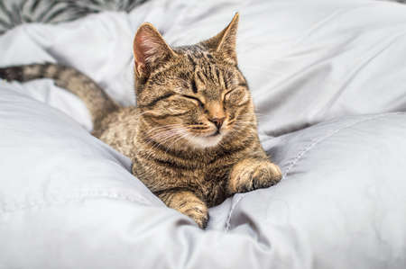 Portrait gray domestic cat on a gray background sleepの写真素材