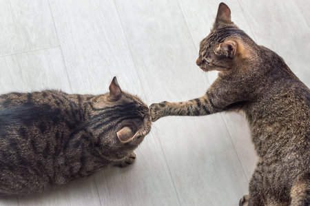 Two cats are fighting each other. close-up portraitの写真素材