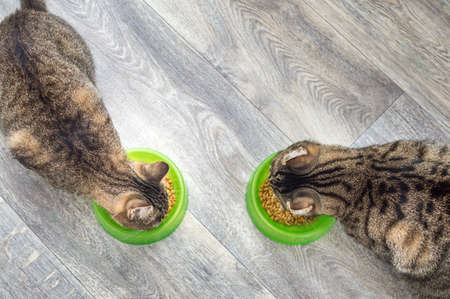 Two gray cats eat dry food on the floor. cat food conceptの写真素材