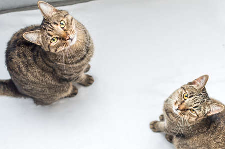 Two gray beautiful cats are sitting. Portrait on a white backgroundの写真素材