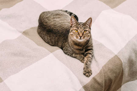 Beautiful gray cat with yellow eyes lies resting on the bedの写真素材
