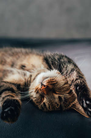 Close-up portrait of a sleeping cat on the bed. vertical photoの写真素材