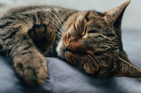 Close-up portrait of a sleeping cat on the bedの写真素材