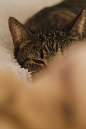Portrait of a sleeping cat on the bed. vertical photoの写真素材