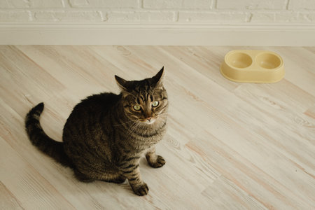 Cat and empty bowl of food. Hungry domestic cat. Feeding catの写真素材