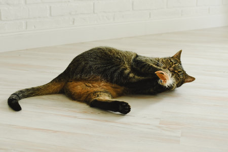 Cat has fun playing ball in the apartmentの写真素材