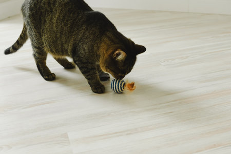 Cat has fun playing ball in the apartmentの写真素材