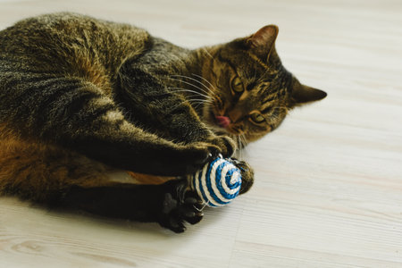 Cat has fun playing ball in the apartmentの写真素材