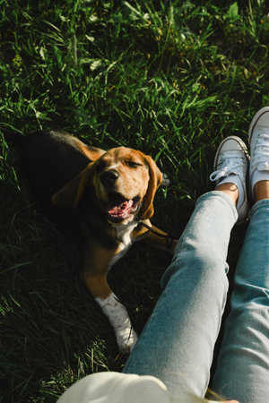 Woman fooling around in the grass with her beagle dog in the sunの写真素材