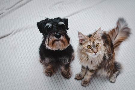 Close-up portrait of a cat and a dog next to each otherの写真素材