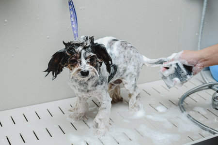 Groomer washes a small dogの写真素材