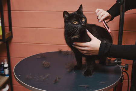 Black beautiful cat is combined out by a groomerの写真素材