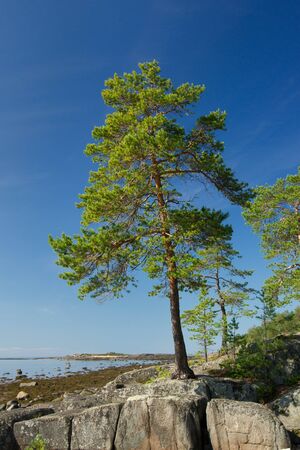 Pine tree on the Rock of Unpopulated Islandの写真素材