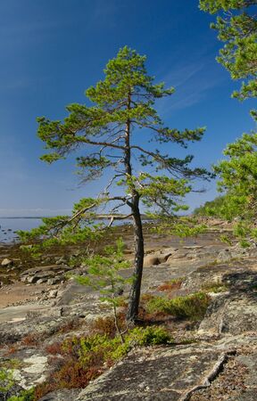 A Pine Tree on the Rock of the Unpopulated Islandの写真素材