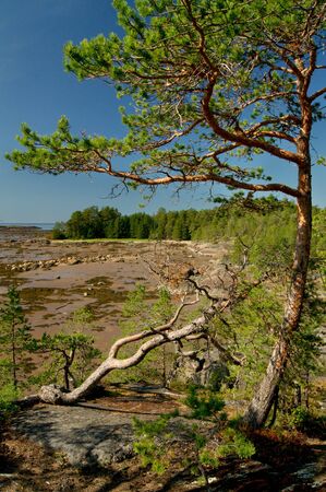 Pine tree on the Rock of Unpopulated Island の写真素材