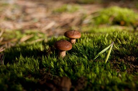 Yong Mushrooms in the Mossの写真素材