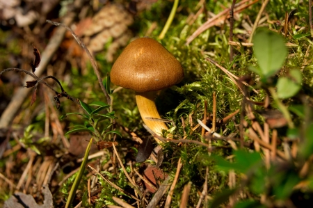 Toadstool in the Mossの写真素材