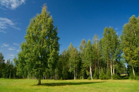 Birch trees on the Lawnの写真素材