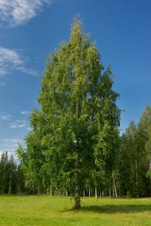 Birch tree on the Lawnの写真素材