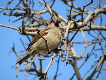 Sparrow on the branchの写真素材