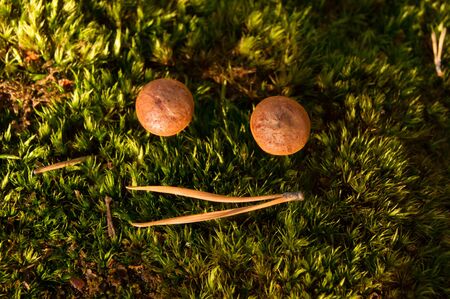 The Smile of Natureの写真素材