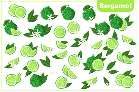 Set of vector cartoon illustrations with whole, half, cut slice Bergamot exotic fruits, flowers and leaves isolated on white backgroundのイラスト素材