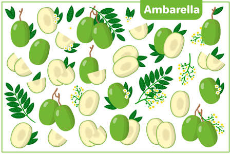 Set of vector cartoon illustrations with whole, half, cut slice Ambarella exotic fruits, flowers and leaves isolated on white backgroundのイラスト素材