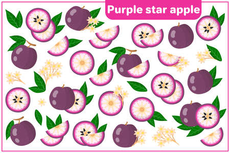 Set of vector cartoon illustrations with whole, half, cut slice Purple Star Apple exotic fruits, flowers and leaves isolated on white backgroundのイラスト素材