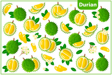 Set of vector cartoon illustrations with whole, half, cut slice Durian exotic fruits, flowers and leaves isolated on white backgroundのイラスト素材