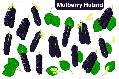 Set of vector cartoon illustrations with whole, half, cut slice Mulberry Hybrid exotic fruits, flowers and leaves isolated on white backgroundのイラスト素材