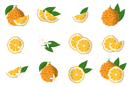 Set of illustrations with bitter-orange exotic citrus fruits, flowers and leaves isolated on a white background. Isolated vector icons set.のイラスト素材