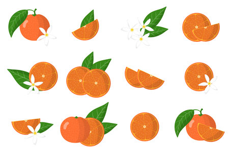 Set of illustrations with clementine exotic citrus fruits, flowers and leaves isolated on a white background. Isolated vector icons set.のイラスト素材