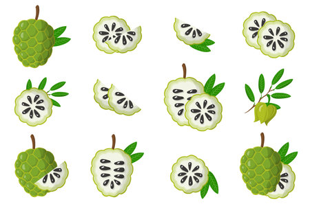 Set of illustrations with Annona exotic fruits, flowers and leaves isolated on a white background. Isolated vector icons set.のイラスト素材