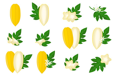 Set of illustrations with Babaco exotic fruits, flowers and leaves isolated on a white background. Isolated vector icons set.のイラスト素材