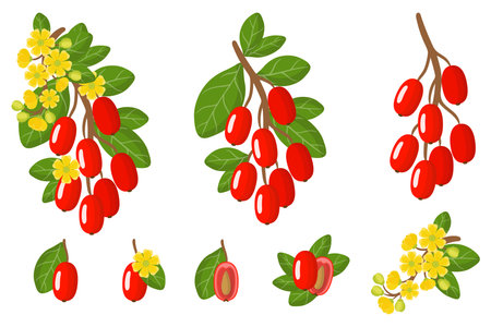 Set of illustrations with Barberry exotic fruits, flowers and leaves isolated on a white background. Isolated vector icons set.のイラスト素材