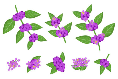 Set of illustrations with Callicarpa exotic fruits, flowers and leaves isolated on a white background. Isolated vector icons set.のイラスト素材