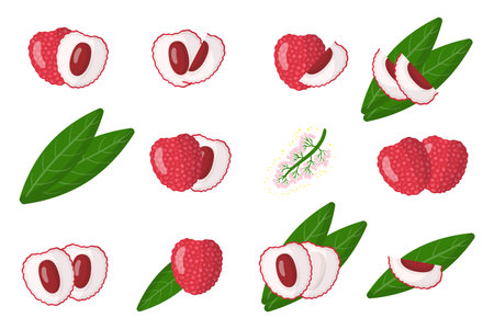 Set of illustrations with Lychee exotic fruits, flowers and leaves isolated on a white background. Isolated vector icons set.のイラスト素材