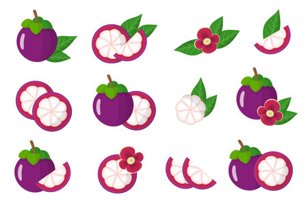 Set of illustrations with Mangosteen exotic fruits, flowers and leaves isolated on a white background. Isolated vector icons set.のイラスト素材