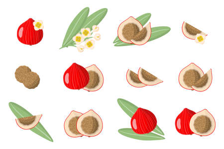 Set of illustrations with Quandong exotic fruits, flowers and leaves isolated on a white background. Isolated vector icons set.のイラスト素材