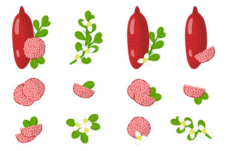 Set of illustrations with Red fingerlime exotic fruits, flowers and leaves isolated on a white background. Isolated vector icons set.のイラスト素材